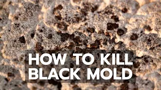 How to Kill Black Mold Safely & Forever