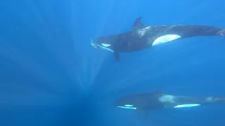 Orcas eating a sea turtle