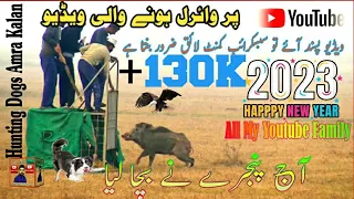 Dog Hunting | soor ka shikar | Amra kalan | boar hunting for life | shikar in pakistan