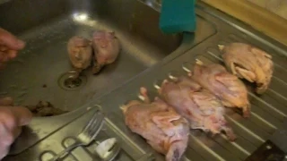 Потрошение перепелов. Gutting quail