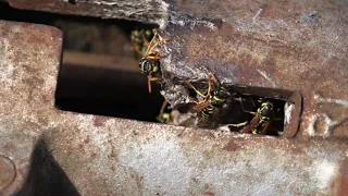 #shorts   European Paper Wasps (Polistes dominula)