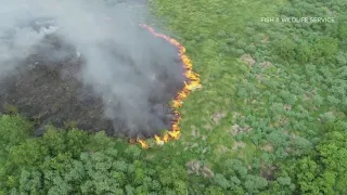 Fire in Bayou Sauvage has already consumed 100 acres of swamp land