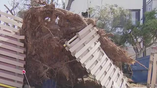 Winter storms wreaking havoc on San Diego; causing multiple downed trees and power lines