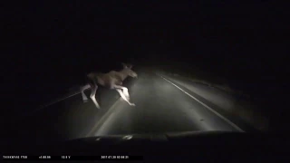 Watch out! Moose close call!