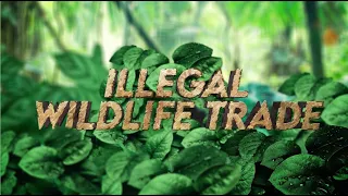 Malaya Breaks the Internet Ep. 2: Illegal Wildlife Trade