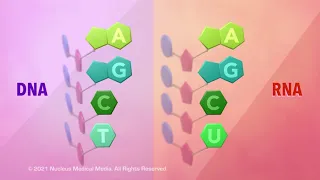 DNA and RNA - Overview of DNA and RNA