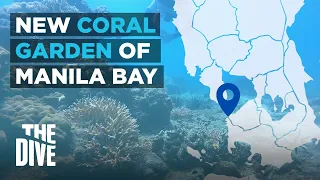 Discover Manila Bay’s New Coral Garden | THE DIVE