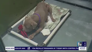 Las Vegas animal rescue group steps in after 2 pit bulls abandoned behind donut shop