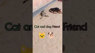 dog and cat friendship #ytshorts #trending #animalschannel #viral #kitten #cat #doglover #puppies