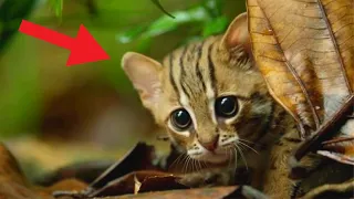 Top 5 SMALLEST Cats In The World | Trend Dive