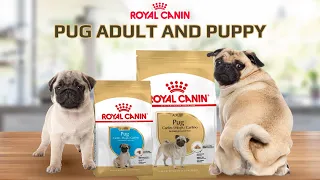 Сухой корм Royal Canin Pug Puppy и Adult для мопсов