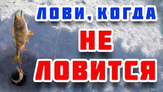 Песчаный окунь 2018. Как поймать когда не ловится?