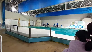 おたる水族館イルカショーpart２