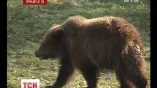 На Прикарпатті ведмідь розірвав пенсіонера на шматки