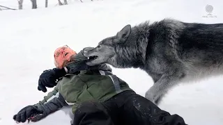 A wolf wanted to attack the wounded man. Suddenly he recognized him as an old friend and saved him