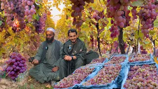 Afghanistan grapes to India and Russia | 2023 | افغان خزاني انګور