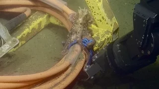 Octopus Tug Of War | Nautilus Live
