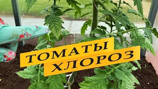 Хлороз томатов. Что делать.