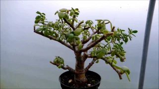 Pruning A Neglected Jade Plant