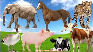 Amazing Familiar Animals Playing Sounds: Goose, Pig, Cow, Horse, Elephant, Leopard - Animal Paradise