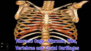 Thoracic Cage - sturnum, ribs, vertebrae and costal cartilages 흉곽 구조