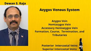 Azygos System of Veins