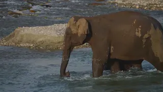 Mother's Day Special - Elephant Mother protecting its baby from the father
