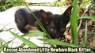 Rescue Poor Abandoned Little Kitten Stuck in the basked so hungry | Abandoned Animals TV