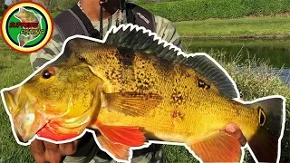 Epic Day Of Peacock Bass Fishing! (She Broke Her PB Again!!)