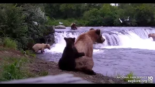 (Long) 910 and cub at the falls - Explore.org July 6, 2022