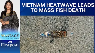 Millions of Fish Die Off in Vietnam as Heatwave Roasts Southeast Asia | Vantage with Palki Sharma
