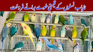 Indian Ringneck Parrots | Lutino alexander Parrot |Yellow Raw | Mutations in Ringneck Parrot | 2024