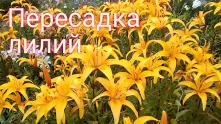 Пересадка лилий осенью. Как пересаживать лилии.