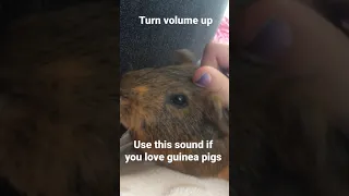 Use this sound if you love guinea pigs