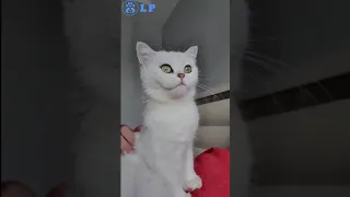 10 minutes of World's Cutest Cat Family and their lovely adorable Funny Kittens Compilation Part 3 😍