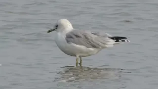 Сизая чайка   Larus canus