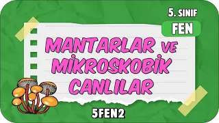 Canlılar Dünyası: Mantarlar ve Mikroskobik Canlılar 🦠 tonguçCUP 1.Sezon - 5FEN2 #2024