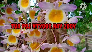 tua poj ntxoog hav zoov - Scary Story