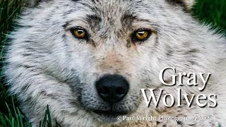 Majestic Gray Wolf: Fascinating Facts and Conservation Efforts