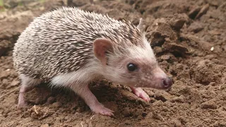Hedgehog Explores Serene Field 4K