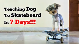 How to Teach Dog To Skateboard In 7 Days!