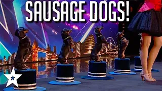 SAUSAGE DOGS EVERYWHERE! CUTE Puppy Tricks on BGT 2020 | Got Talent Global