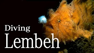 Lembeh Strait Muck Diving 2023