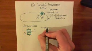 Endoplasmic Reticulum Activated Degradation (ERAD) Part 1