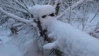 Проверка капканов.