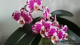Орхидеи Долгоцветы/ Поливаю/ Детки Биг Лип  8 мая 2024г.