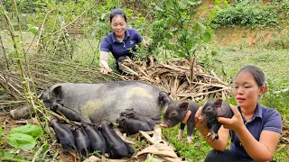 Joy bursts when welcoming the birth of Piglets & Chicks - Harvest vegetables from the garden to sell