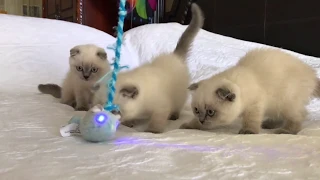 Смешные красивые шотландские вислоухие котята играют - коты и кошки - смешное видео 2019
