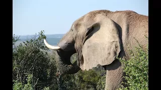 Der Elefant sieht, dass sein Pfleger angegriffen wird - Was dann passiert ist krass