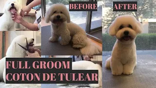 Dog Grooming Transformation - Coton de Tulear  |  Bunny TV